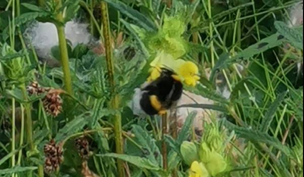 Meadow bee